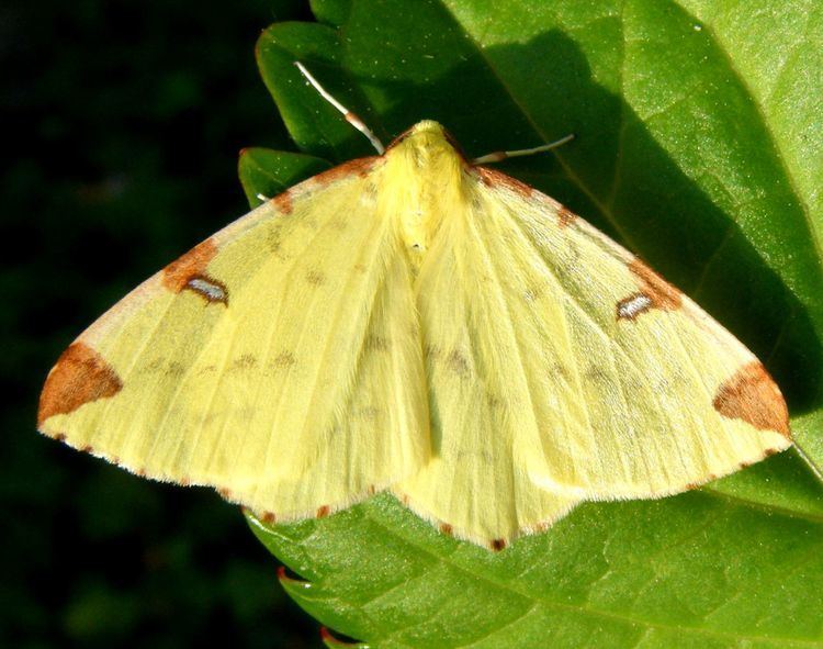 Brimstone moth Brimstone Moth Opisthograptis luteolata NatureSpot