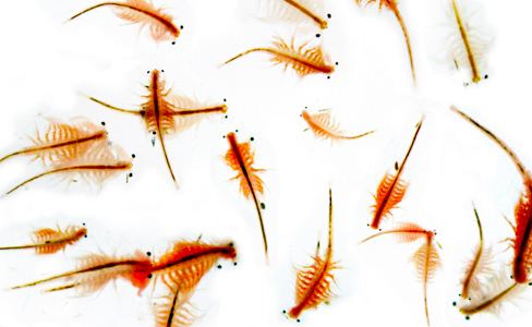 Brine shrimp Growing Brine Shrimp for Tropical Fish Food Fishkeeping Advice