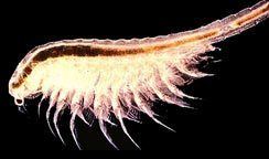 Artemia parthenogenetica - Wikipedia