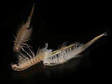 Brine shrimp httpsuploadwikimediaorgwikipediacommonsthu