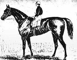 Briseis (Australian horse) httpsuploadwikimediaorgwikipediacommonsthu