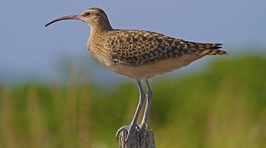 Bristle-thighed curlew Bristlethighed Curlew Rose Atoll US Fish and Wildlife Service
