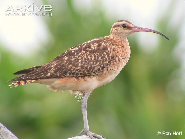 Bristle-thighed curlew Bristlethighed curlew videos photos and facts Numenius