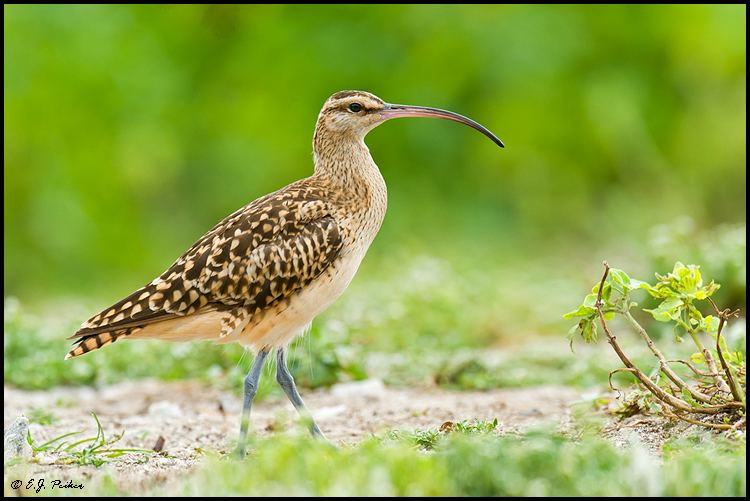 Bristle-thighed curlew Bristlethighed Curlew Page