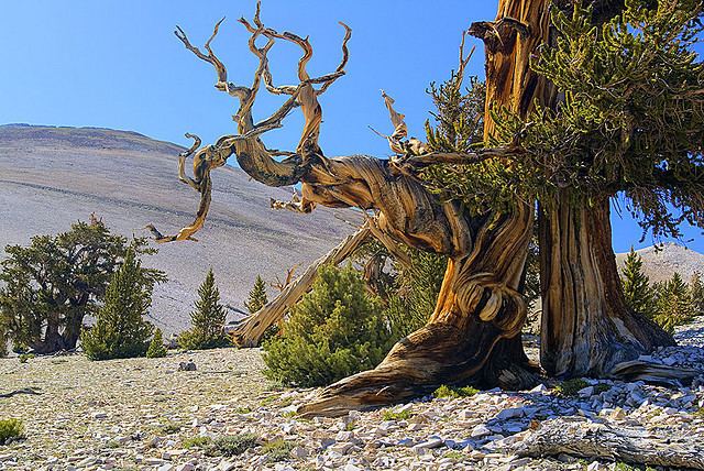 Bristlecone pine Road to Ancient Bristlecone Pine Forest Opens KCET