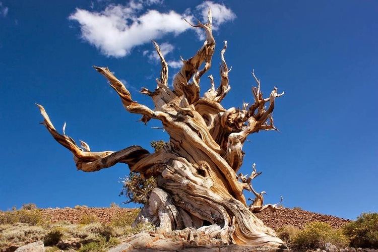 Bristlecone pine The Bristlecone Pine Twisted Contortions of the Ancients Kuriositas