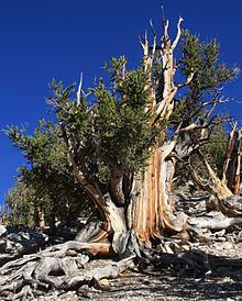 Bristlecone pine Pinus longaeva Wikipedia