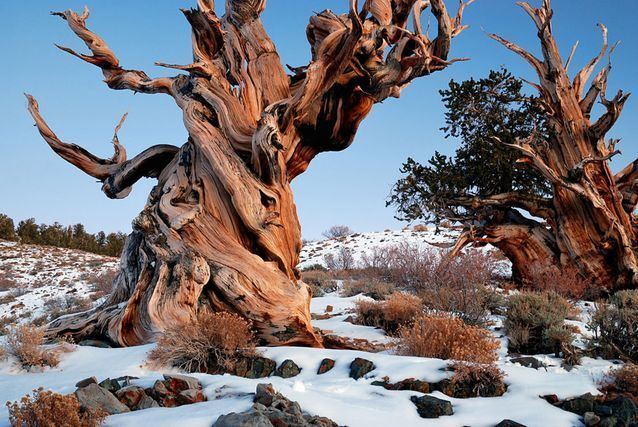 Bristlecone pine Methuselah The world39s 10 oldest living trees MNN Mother
