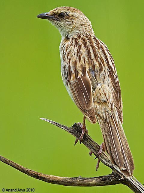 Bristled grassbird Oriental Bird Club Image Database Bristled Grassbird Chaetornis