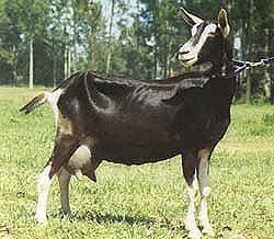 British Alpine goat Goat breeds British Alpine