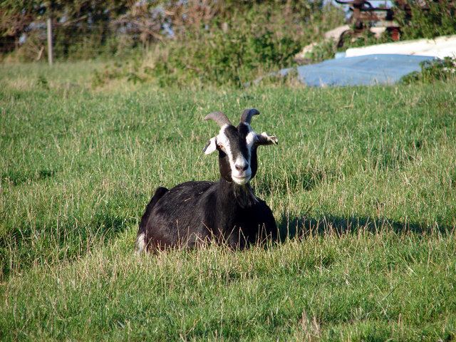 British Alpine goat British Alpine goat Wikipedia