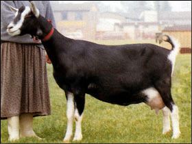 British Alpine goat British Alpine British Goat Society