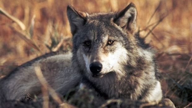British Columbia wolf BC wolf cull needed to save elk and moose says biologist