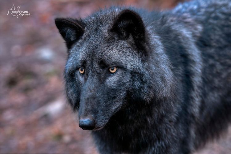 British Columbia wolf British Columbia Wolf Lakota Wolf Preserve New Jersey www Flickr