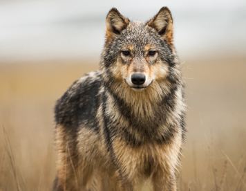 British Columbia wolf Save BC Wolves Pacific Wild