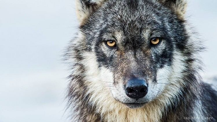 British Columbia wolf Save BC Wolves Pacific Wild