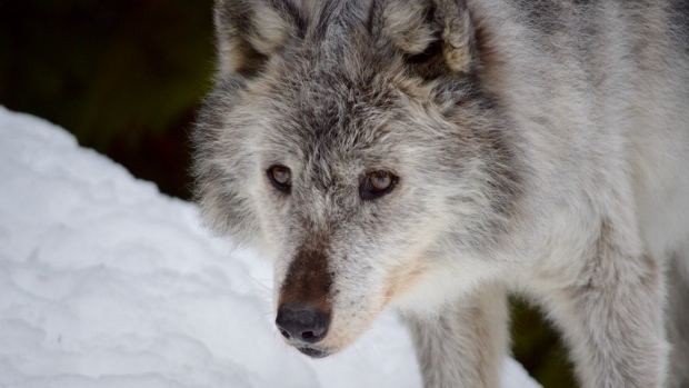 British Columbia wolf BC wolf cull will likely last 5 years assistant deputy minister