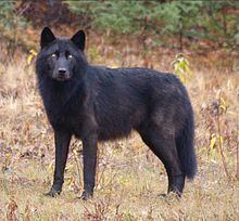British Columbia wolf httpsuploadwikimediaorgwikipediacommonsthu