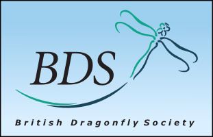 British Dragonfly Society wwwbritishdragonfliesorguksitesbritishdrago