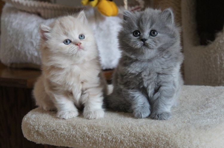 British Longhair British Longhair Cat Info Kittens Temperament Care Pictures