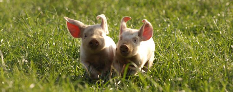 British Lop British Lop Pig Society Benefits of Lop Pigs