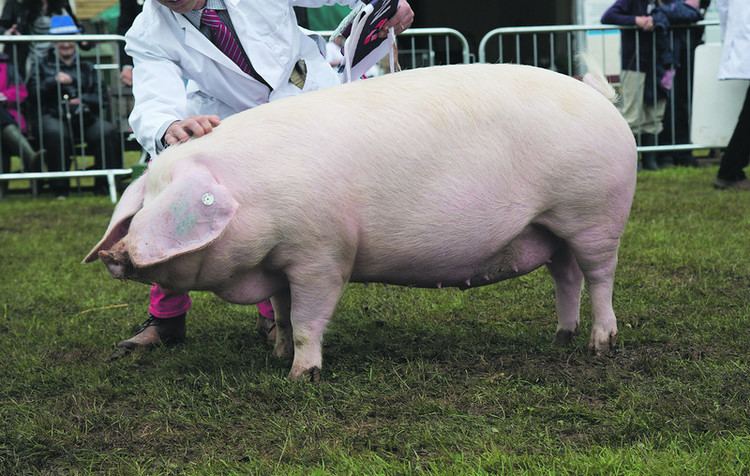 British Lop Top 9 native British pig breeds and how to recognise them