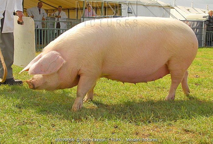 British Lop Minden Pictures stock photos Domestic Pig British Lop sow