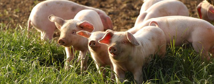 British Lop British Lop Pig Society Benefits of Lop Pigs