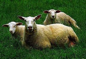 British Milk (sheep) Breeds of Livestock British Milk Sheep Breeds of Livestock