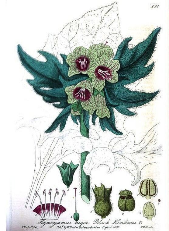 British Phaenogamous Botany