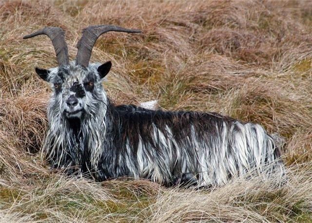 British Primitive goat 1000 images about British Primitive Goats on Pinterest