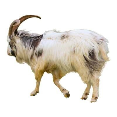 British Primitive goat Is a British Primitive Goat the Right Goat Breed f