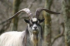 British Primitive goat British Primitive goat Wikipedia