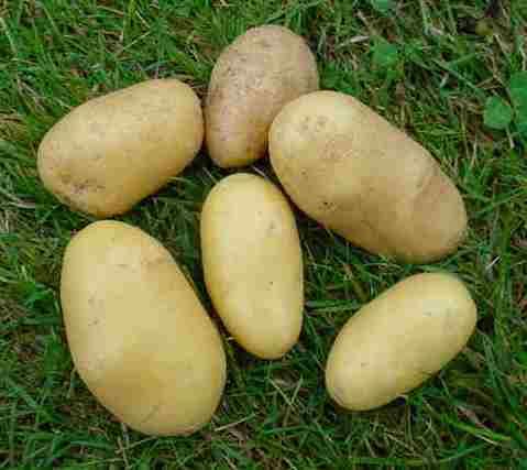 British Queen (potato) PotatoesDIVERSITYenglish scottishvarietiesThe Centenarians