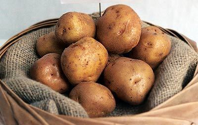 British Queen (potato) Seed Potatoes UK Seed Potatoes British Queen Seed Potatoes