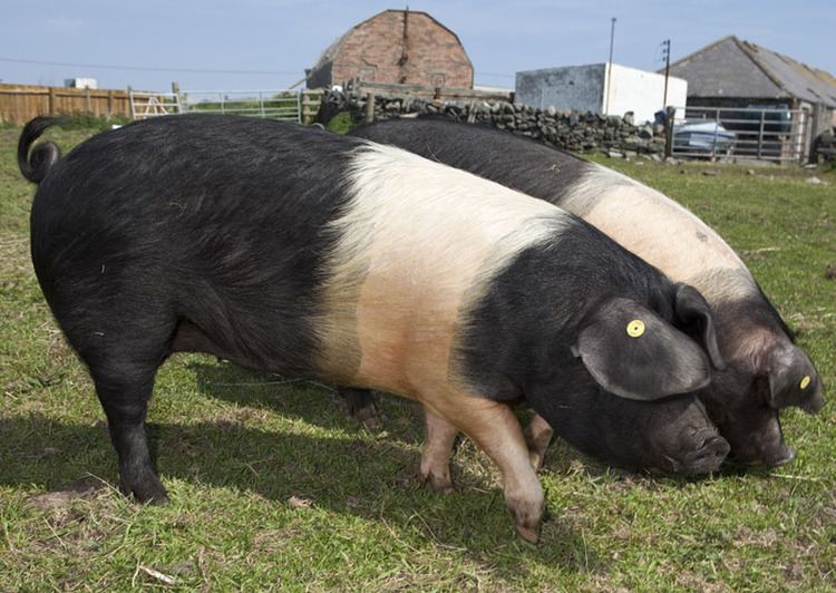 British Saddleback British Saddleback Breeders Club British Saddleback Breeders Club