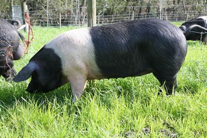 British Saddleback British Saddleback pigs Breeding and Showing