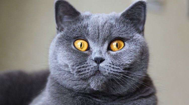 British Shorthair 5 Things to Know About British Shorthair Cats Petful