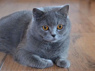 British Shorthair British Shorthair breeds info Temperament kitten names Price