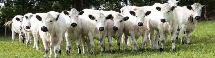 British White cattle HOME British White Cattle Society