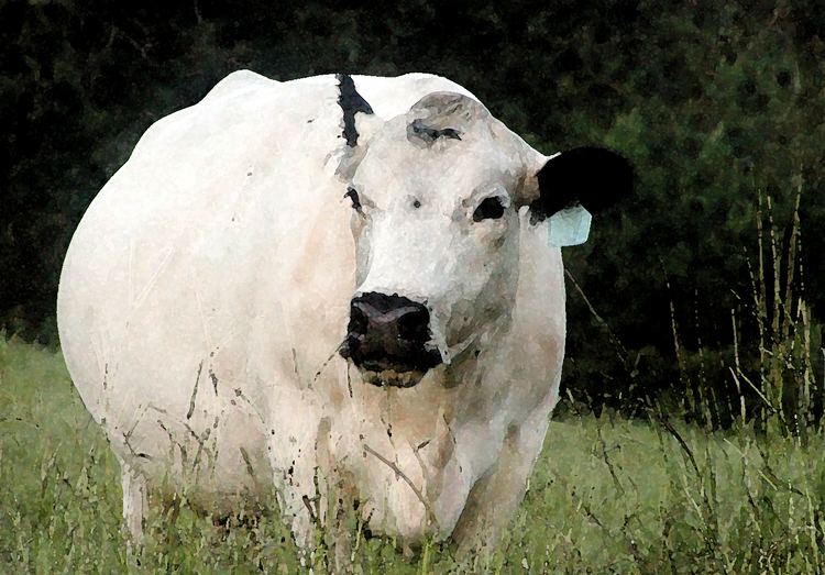 British White cattle Registered British White Cattle the ancient polled Park Cattle of
