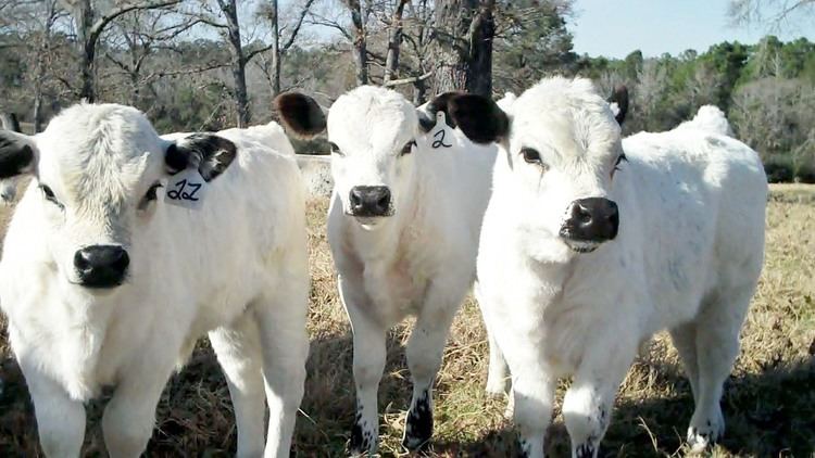 British White cattle Jimmie39s Blog British White Cattle amp More December 2012