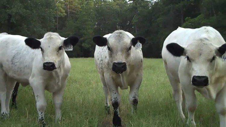 British White cattle Grassfed British White Cattle Herd in July in Southeast Texas 2011