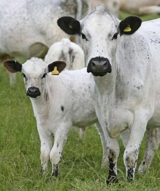 British White cattle british white cattle Google Search Cows Pinterest Cattle