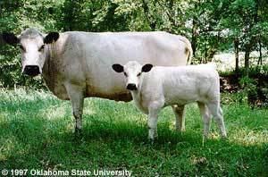 British White cattle wwwansiokstateedubreedscattlebritishwhiteim