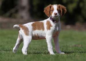 Brittany (breed) Best Pet Dog Photo Brittany dog breed Bailey is half Brittany