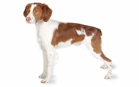Brittany (breed) Brittany Dog Breed Information Pictures Characteristics amp Facts