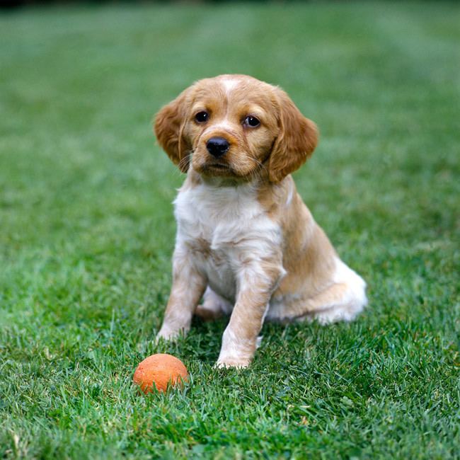 Brittany (breed) Brittany Dog Breed Information