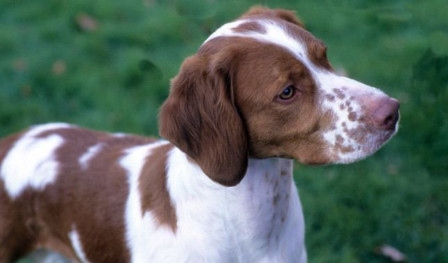 Brittany (breed) Brittany Dog Breed Information