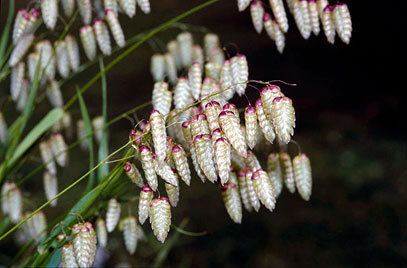 Briza maxima Briza maxima greater quaking grassRHS Gardening